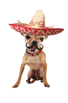 -MEXICAN NATION-