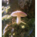Aestrasia