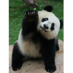 Panda/Oof Gang