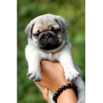 Alex Pug’s