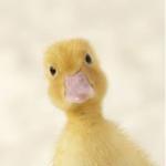 Ducks United For Justice