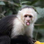 MONKEY FRENS