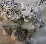 snowy leopard