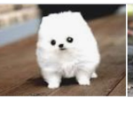 Tiny puppy’s