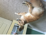 Golden retrievers (other dogs) are the best