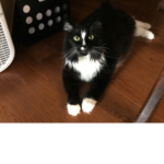 Cattycake1020