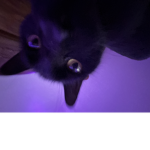 lvvvr