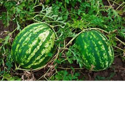 🍉 Watermelon Growing Simulator 🍉 [PRE-ALPHA]