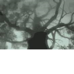 angel graveyard