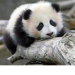 Panda Poop!