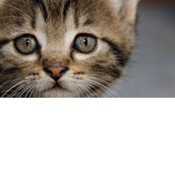 I Am A CAT