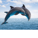 The Water Dolphin Group