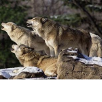 KOTAS WOLF PACK!