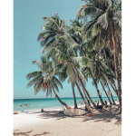 tropical palm tree's