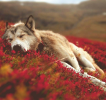 Wolfs in the moon light