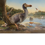 A dodo group