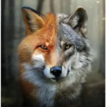 Fox/Wolf People