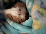Guinea pogs :p
