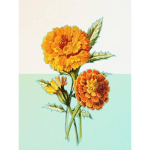 Marigold Mini-games