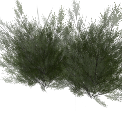 Trees!