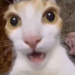 Adrija smol head