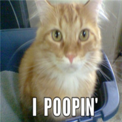 Funny Cat HAS BEEN REREALESED! Roblox decal