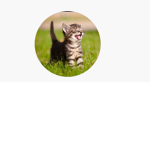 Animal lives matter 2