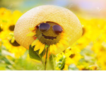 sunflower with a hat