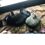 Cats are just cute<3