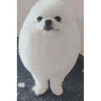 egg dog killer READ DESC