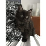 BlackKitty Group