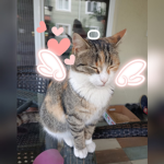 Poncik Lily