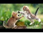 Animal #Squad