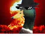 THE DUCK FAN GROUP :O