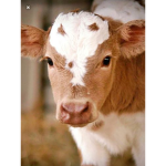 Little cow life