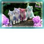 The Petz Crew<3