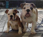 BullDog Club
