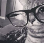 slay cats ugc