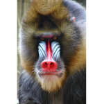 Clan Of The Monke Conquers