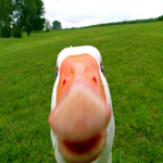 GamerGooseGang