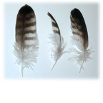 The Warriors of Featherclan