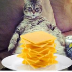 The Cheese Cat Cult
