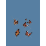 .butterfly aesthetics.