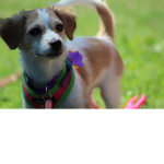 Little dog!