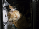 Meatball and CinnToast