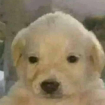 Staring Dog Group