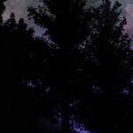 ─── ⋆ ⋅ ❍ ⋅ ⋆ ───