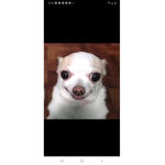 Meerkat is my dream