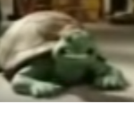 persian turtle