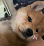 kyu's